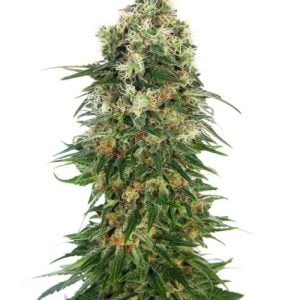 Shiva Skunk Auto by Sensi Seeds – Female seeds – Sweet – Mostly Indica – image 1 – Seed City