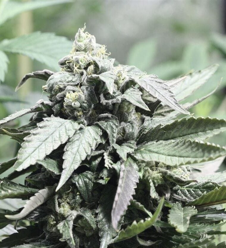 Shoreline cannabis seeds – Skunky – Mostly Indica – Large yield – image 1 from Seed City