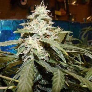 Short Rider by Nirvana Seeds – Auto-Flowering – Fruity – Guaranteed female plants – image 1 – Seed City