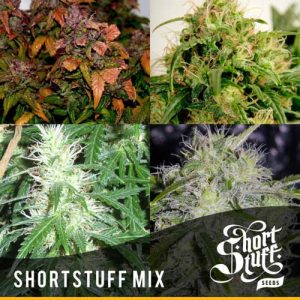 Short Stuff Mix Reg