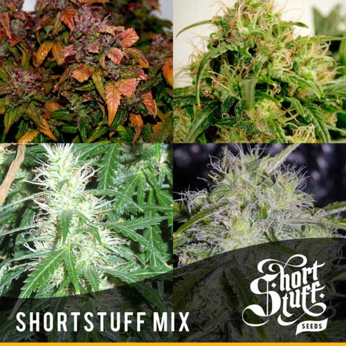 Short Stuff Mix Reg by Short Stuff Seeds – Regular – Suited for indoor growing – Auto-Flowering – image 1 – Seed City