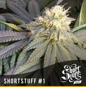 Short Stuff #1