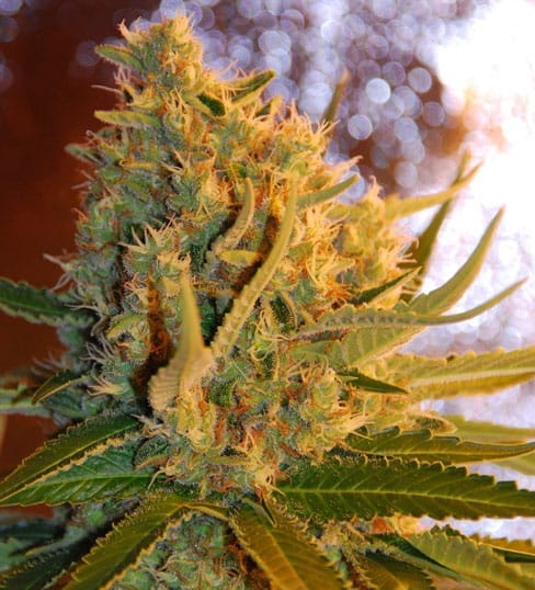 Shot Adrenaline from Samsara Seeds