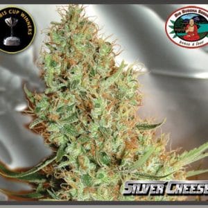 Fruity – Uplifting – Beginning of October – Silver Cheese strain – image 1 – from Big Buddha Seeds via Seed City