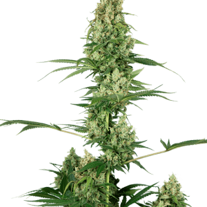 Silver Fire from Sensi Seeds