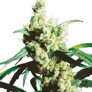 Silver Haze by Sensi Seeds – Suited for indoor growing – Sativa Dominant – Piney – image 1 – Seed City