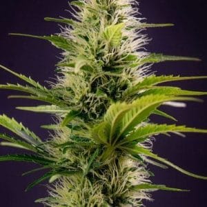 Silver Haze Original cannabis seeds – Excellent harvest potential – Female seeds – Fuel – image 1 from Seed City