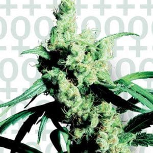 Silver Haze #9 cannabis seeds – Psychedelic – Sativa-leaning – 12/12 Photoperiod – image 1 from Seed City
