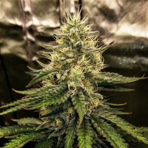 Silver Napalm