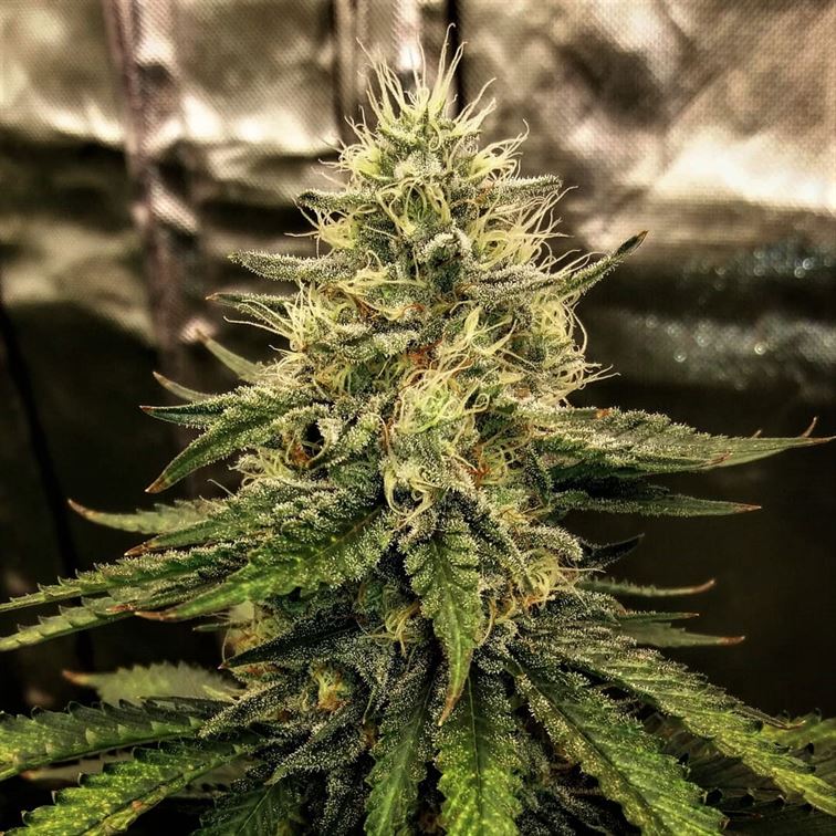 Silver Napalm cannabis seeds – Middle of October – Super Strength – Guaranteed female plants – image 1 from Seed City