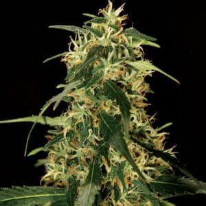 Sativa-leaning – Spicy – The End of October – Silver Star Haze strain – image 1 – from The Bulldog Seeds via Seed City