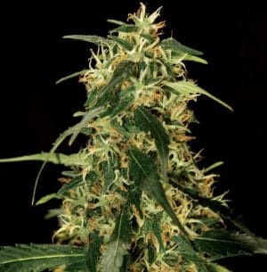 Silver Star Haze