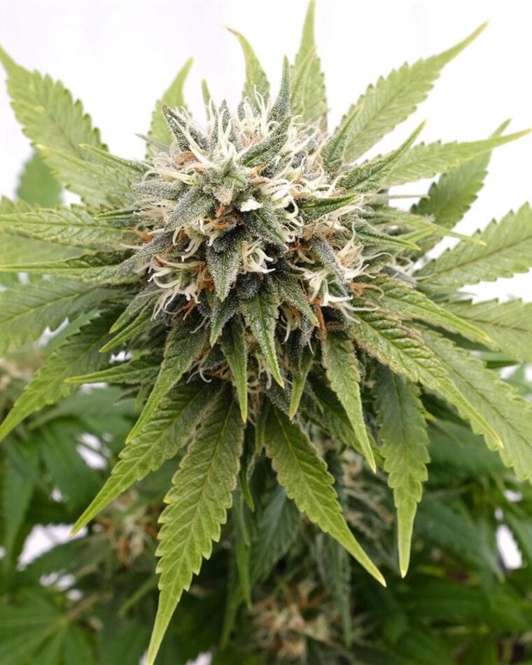 Image 1 of Silver Widow cannabis by Kannabia Seeds – Outdoor cultivation – Relaxing – The End of September – Seed City