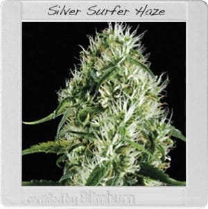 Silversurfer Haze
