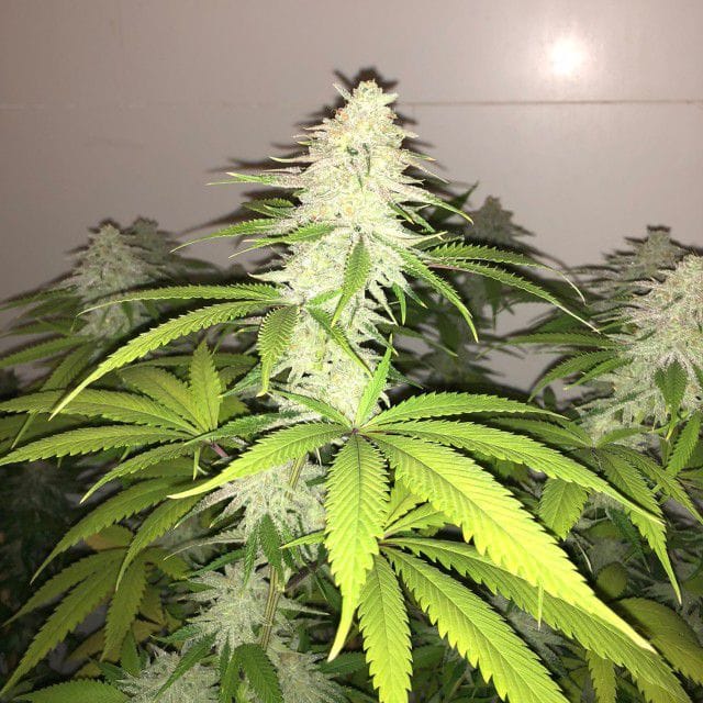 Simple Wedding Cake S1 cannabis seeds – Mostly Indica – Good for outdoor grow – Earthy – image 1 from Seed City