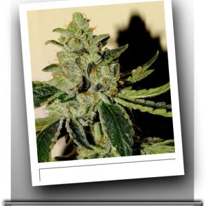 Regular – Outdoor cultivation – Indica-heavy – Sin Valley OG strain – image 1 – from Sin City Seeds via Seed City