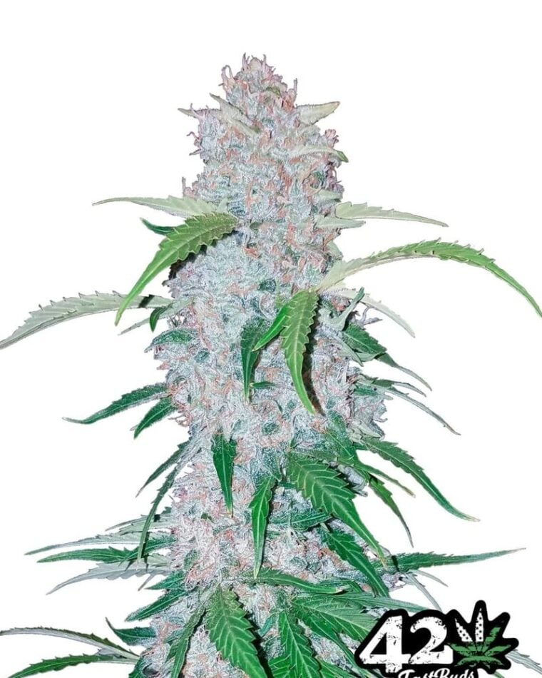 Six Shooter cannabis seeds – Guaranteed female plants – Piney – Excellent harvest potential – image 1 from Seed City