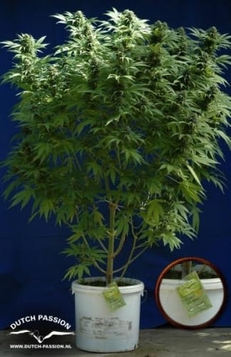 showing Indoor-friendly – Regular – Sativa Dominant – image 1 – Seed City