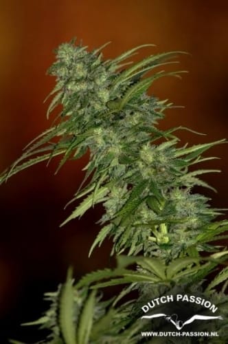 Skunk #1 from Dutch Passion Seeds