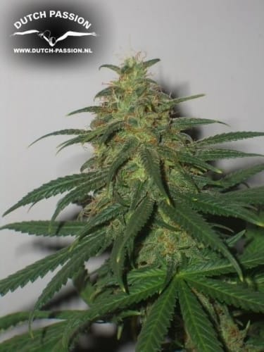 showing Sativa Dominant – Regular – Indoor-friendly – image 2 – Seed City