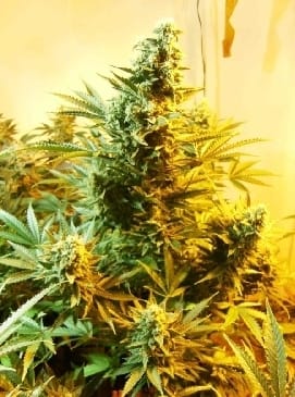 Sativa Dominant – 12/12 Photoperiod – Regular – Skunk #1 strain – image 4 – from Dutch Passion Seeds via Seed City
