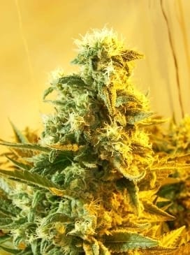 Skunk #1 by Dutch Passion Seeds – Sativa Dominant – Regular – 12/12 Photoperiod – image 3 – Seed City