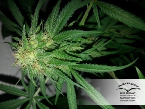Skunk #1 from Dutch Passion Seeds