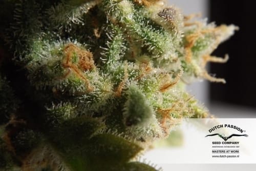 showing Sativa Dominant – 12/12 Photoperiod – Regular – image 5 – Seed City