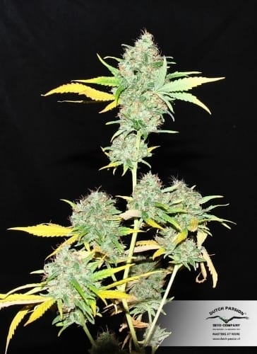 Image 6 of Skunk #1 cannabis by Dutch Passion Seeds – Regular – Indoor-friendly – Sativa Dominant – Seed City