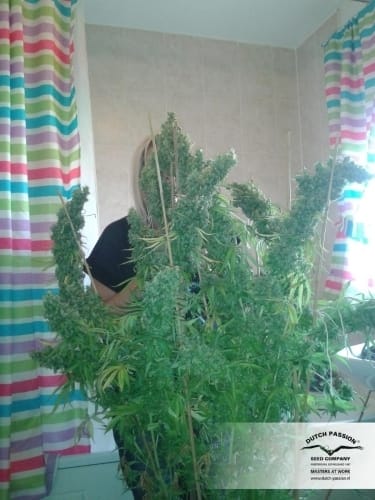 Skunk #1 by Dutch Passion Seeds – Indoor-friendly – Sativa Dominant – Regular – image 7 – Seed City