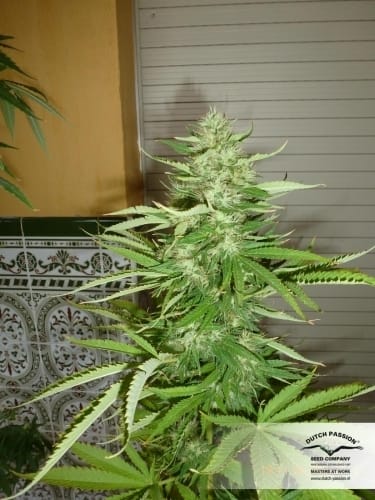 Skunk #1 cannabis seeds – 12/12 Photoperiod – Sativa Dominant – Regular – image 8 from Seed City