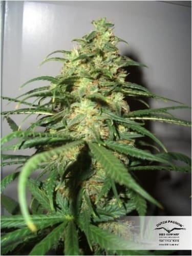 Skunk #1 by Dutch Passion Seeds – Indoor-friendly – Regular – Sativa Dominant – image 9 – Seed City