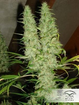 Image 2 of Skunk #11 cannabis by Dutch Passion Seeds – Indoor – 12/12 Photoperiod – Relaxing – Seed City