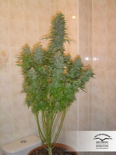 Image 3 of Skunk #11 cannabis by Dutch Passion Seeds – Sativa-leaning – Feminized – 12/12 Photoperiod – Seed City