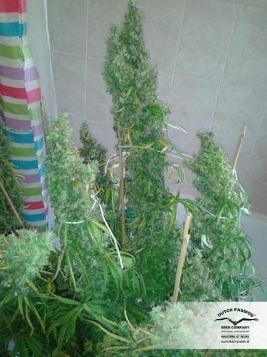 Skunk #11 cannabis seeds – Skunky – Relaxing – Feminized – image 4 from Seed City
