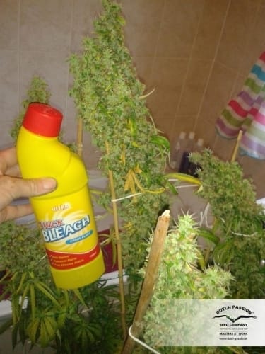 showing Indoor – Sativa-leaning – Relaxing – image 6 – Seed City