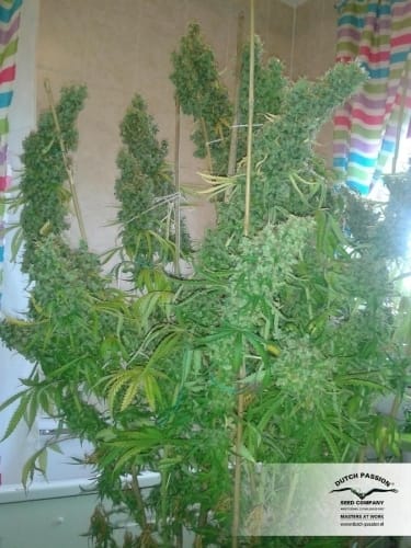 Skunk #11 cannabis seeds – 12/12 Photoperiod – Indoor – Feminized – image 7 from Seed City