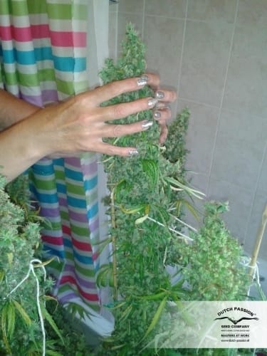 Skunk #11 cannabis seeds – Relaxing – 12/12 Photoperiod – Resistant to Disease – image 8 from Seed City