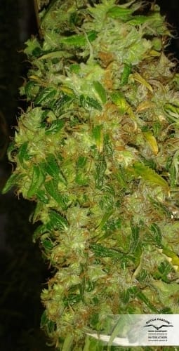 Skunk #11 cannabis seeds – Resistant to Disease – Beginning of November – Relaxing – image 9 from Seed City