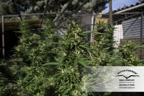 Skunk #11 cannabis seeds – Indoor – Sativa-leaning – Skunky – image 10 from Seed City
