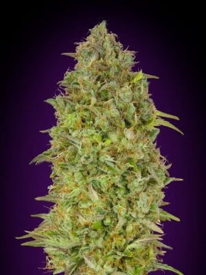 Skunk 47