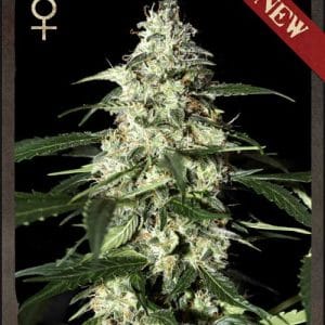 Image 1 of Skunk Autoflowering cannabis by Strain Hunters – Earthy – Large yield – Cerebral – Seed City