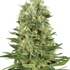 Skunk Automatic by White Label Seeds – Sweet – Outdoor – Relaxing – image 1 – Seed City