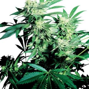 Skunk Kush from Sensi Seeds