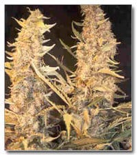 Feminized – 12/12 Photoperiod – Short (up to 80cm) – Skunk Special strain – image 1 – from Female Seeds via Seed City