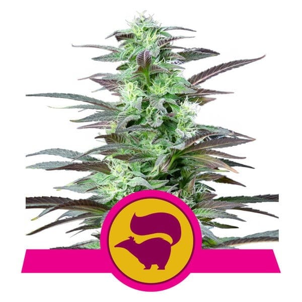 Good for outdoor grow – Sweet – Middle of October – Skunk XL strain – image 1 – from Royal Queen Seeds via Seed City
