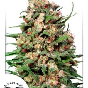 Skunk #1 from Dutch Passion Seeds