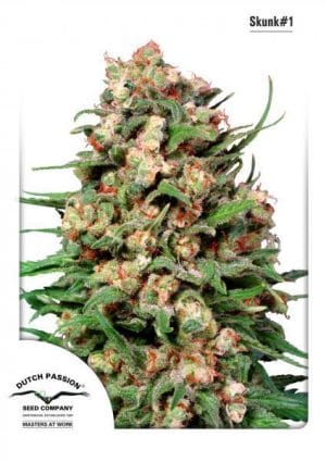 Skunk #1