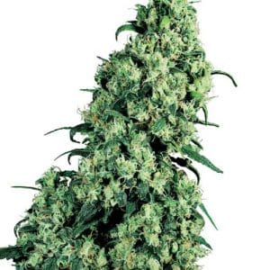 Mostly Indica – 12/12 Photoperiod – Tall (140cm plus) – Skunk #1 strain – image 1 – from Sensi Seeds via Seed City