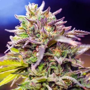 Skunk #1 from Nirvana Seeds